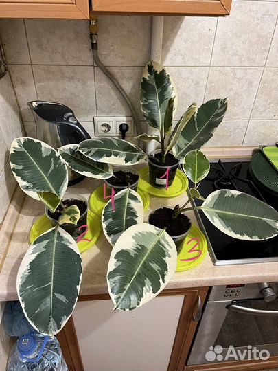 Фикус каучуконосный (эластика) Тинеке