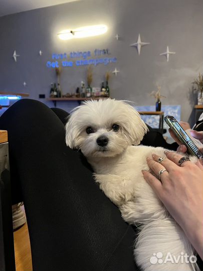 Мальтезе кабель вязка