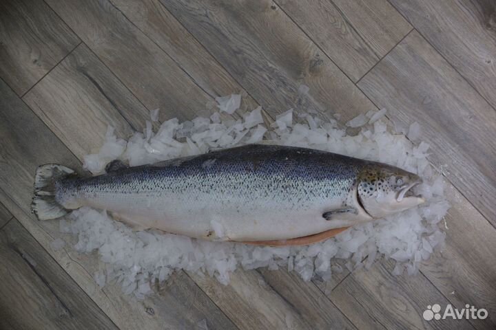 Красная рыба свежая