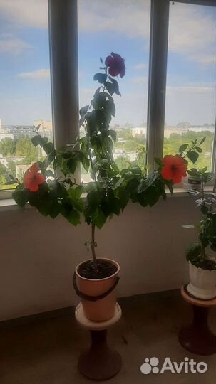 Гибискус китайская роза