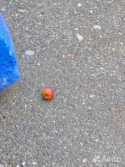 Яблоко золотое вечной молодости