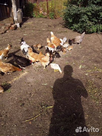 Цыплята доминанты 2 месяца