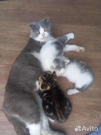 Британские котята