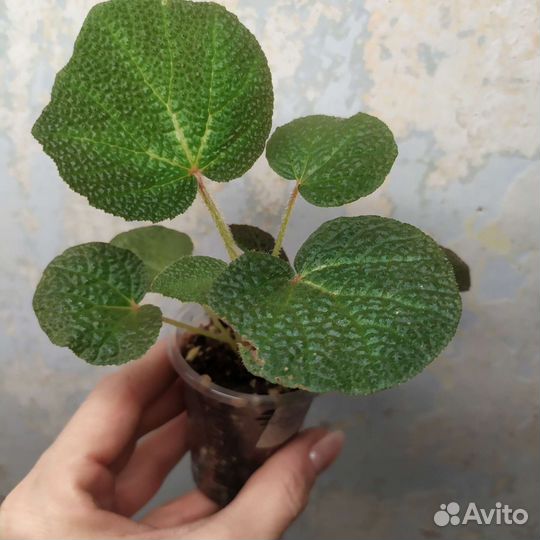 Бегонии, бегонии природники