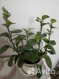 Продам комнатные цветы
