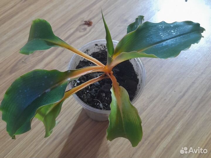 Хлорофитум оранжевый