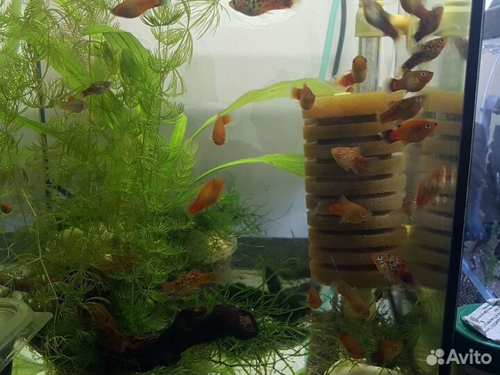 Сомики анцитрусы