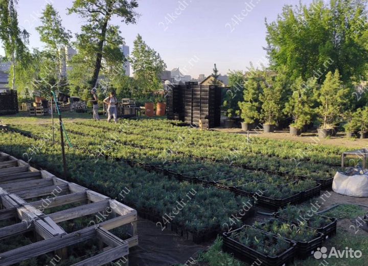 Саженцы кедра