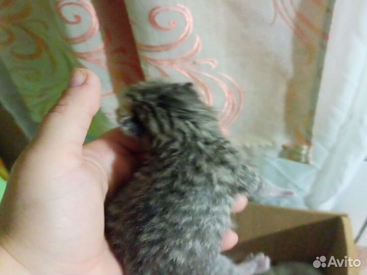 Очаровательные вислоухие комочки