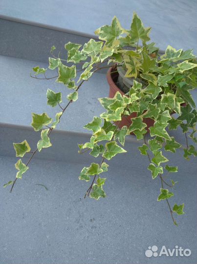 Плющ пестролистный