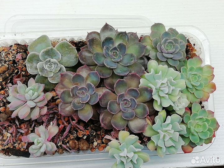 Суккуленты. Эхеверии, Красулы