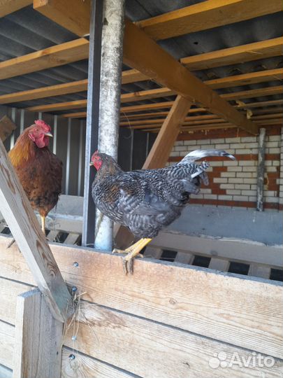 Петух брама