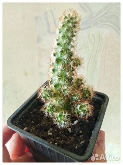 Кактусы и суккуленты