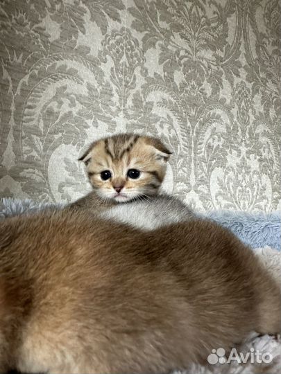 Шотландские котята