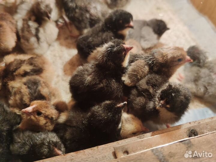 Цыплята
