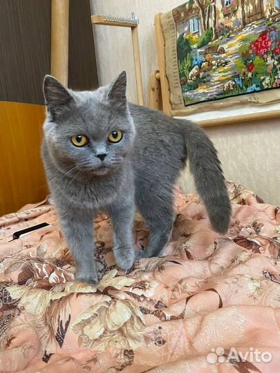 Котята в дар