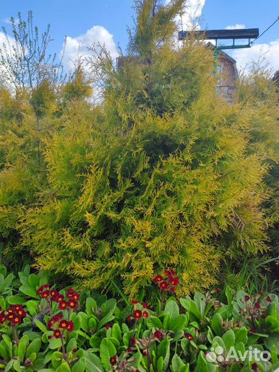 Туя золотистая