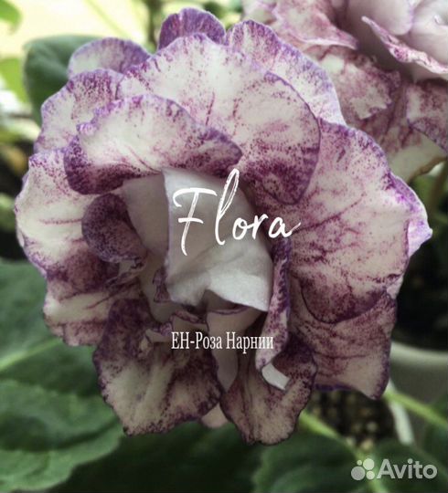 Глоксинии сортовые махровые