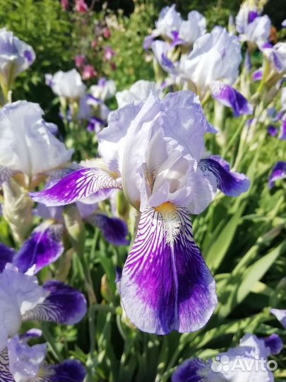 Многолетники ирисы, примулы