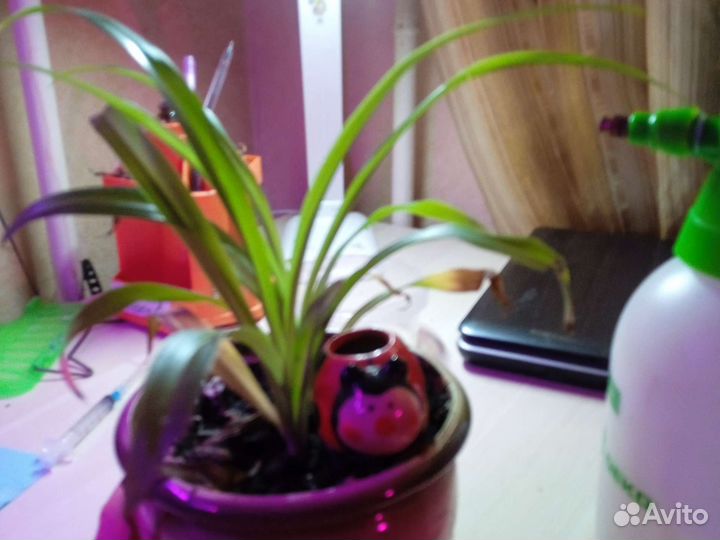 Комнатные растения, цветы