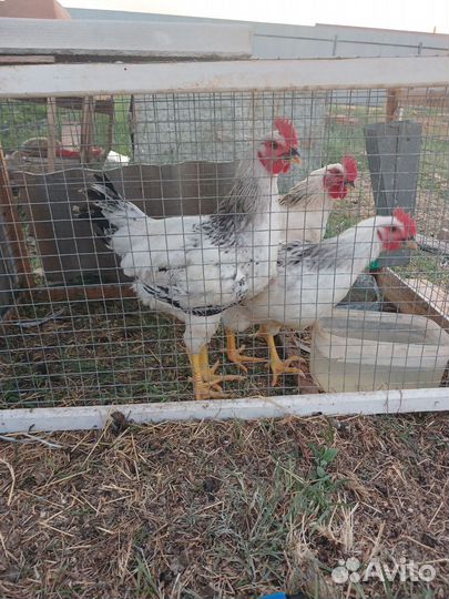 Петухи породы доминант 104
