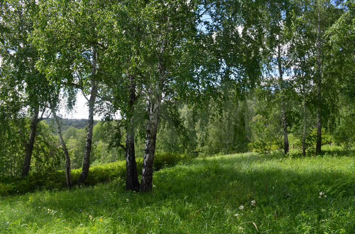 Участок 22,1 сот. (СНТ, ДНП)