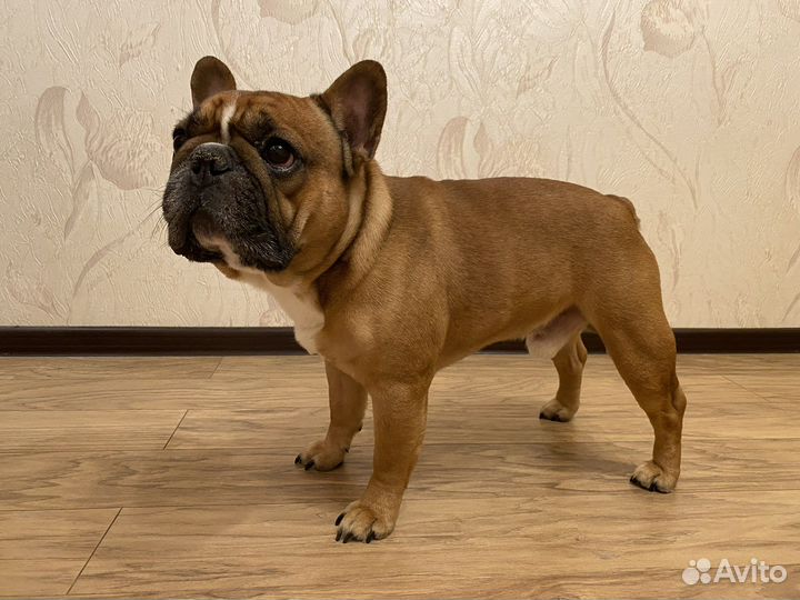 Вязка французский бульдог