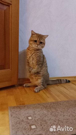 Кот в дар бесплатно