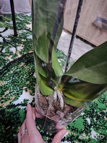 Орхидея фаленопсис