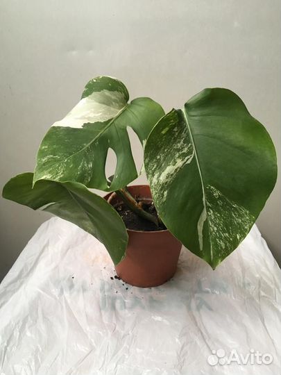 Монстера Альба