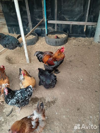 Инкубационное яйцо кур и индейки