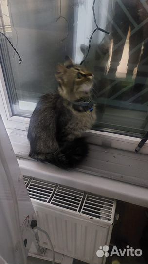 Найдена кошка