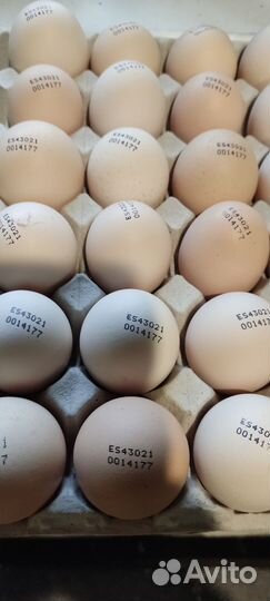 Цыплята Бройлеры