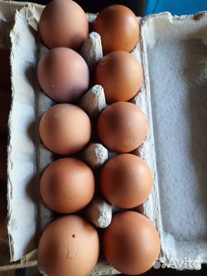 Домашние куриные яйца