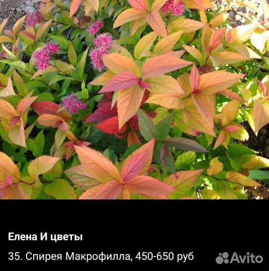 Кустарники для сада