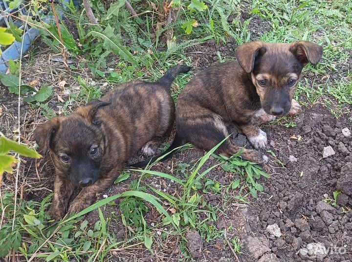 Собака в добрые руки отдам бесплатно