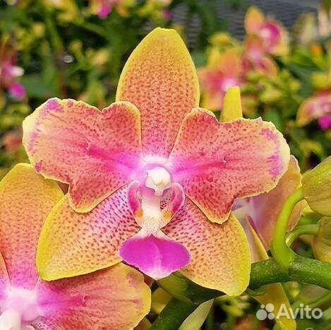 Пелорики бабочки из Азии