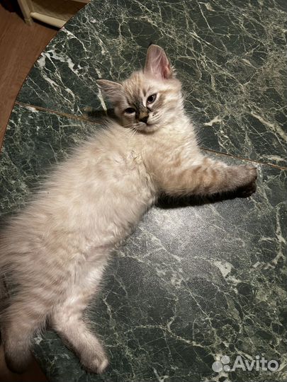 Невская маскарадная