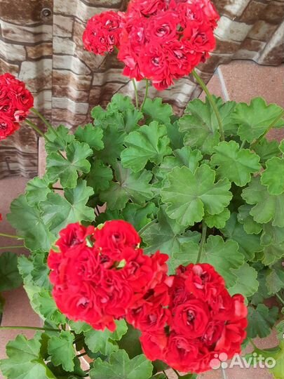 Герань розебудная