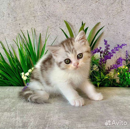 Британская кошечка