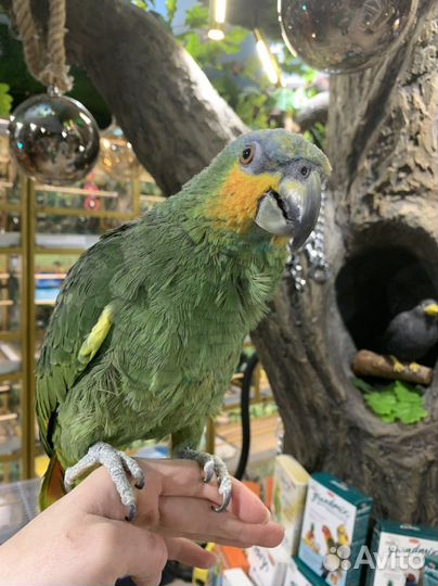 Ручной попугай