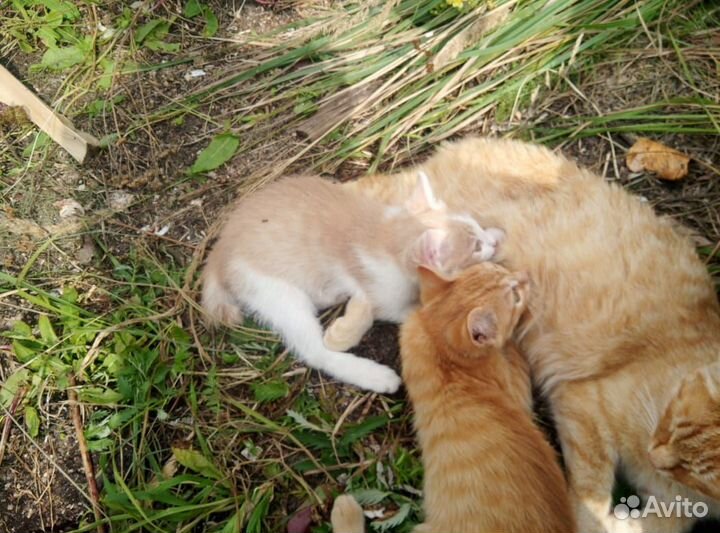 Отдаём котят