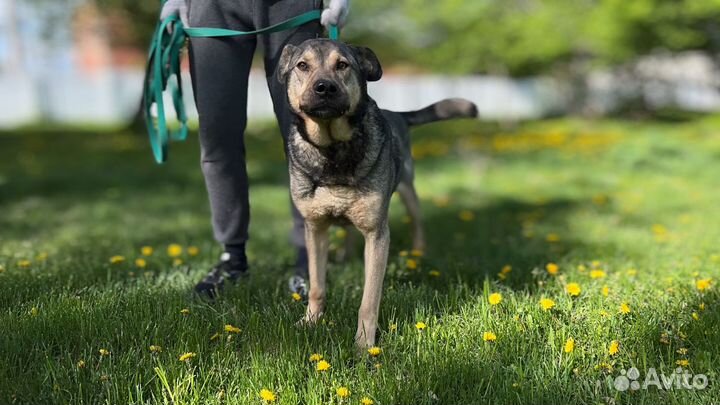Сэм из приюта большой добряк и защитник своих