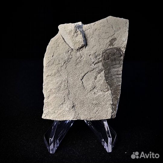 Ракоскорпион окаменелость ископаемый палеонтология