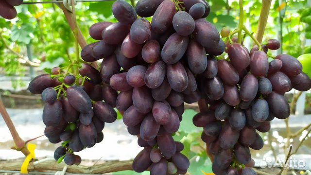 Сорта калугина описание фото отзывы видео
