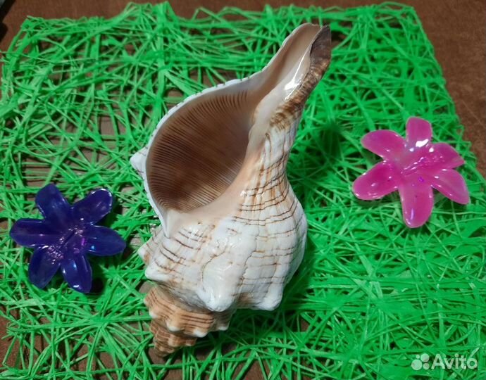 Морская ракушка раковина