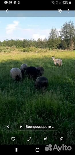 Овцы бараны