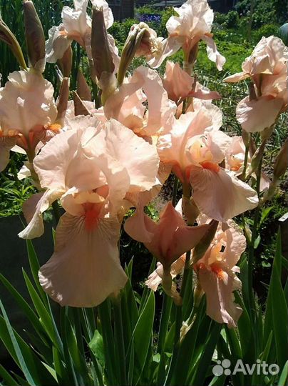Ирисы бородатые сортовые