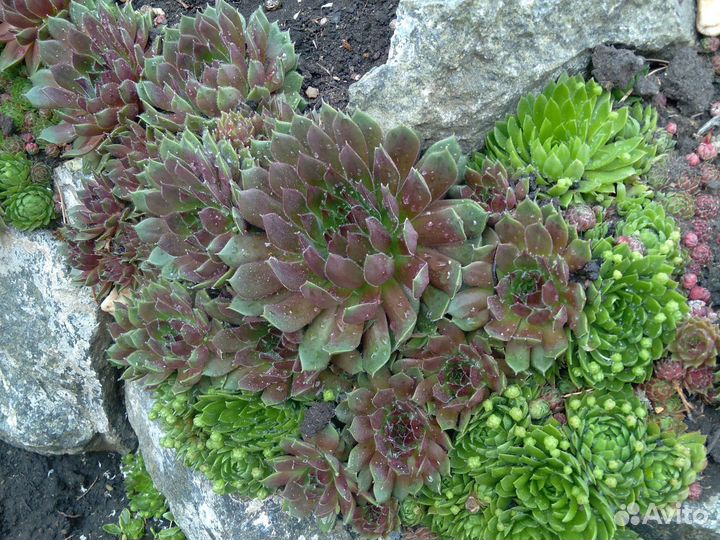 Многолетники для сада