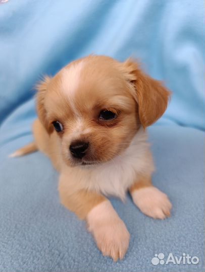 Рыжая красотка чихуахуа